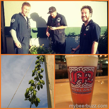 Moylan’s Harvest IPA Available Now