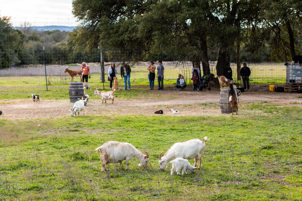 Jester King Announces Green Acres Hop Fest Details