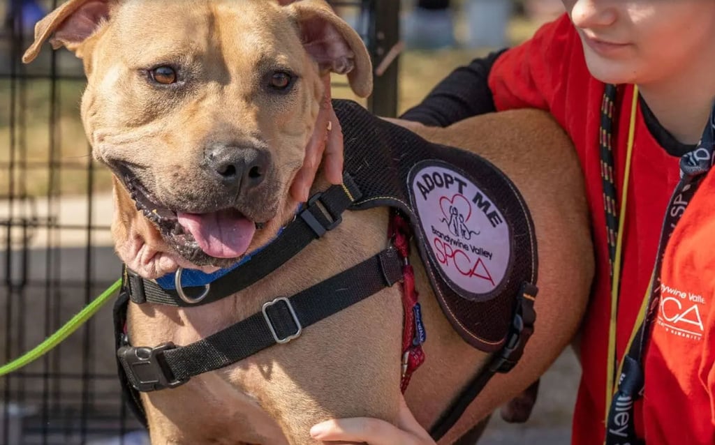 Dogfish Head: Raise a Pint to Rescue Pups at Punkin Ale Fest