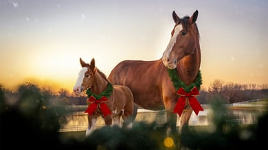 Celebrate the Holiday Season at Warm Springs Ranch with Three New Budweiser Clydesdale Foals