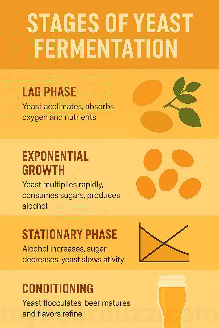 Stages Of Yeast Fermentation